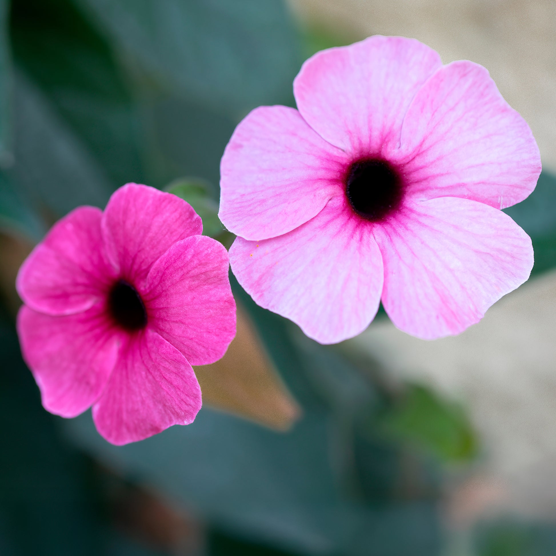 Suzanne aux yeux noirs rose - Bakker