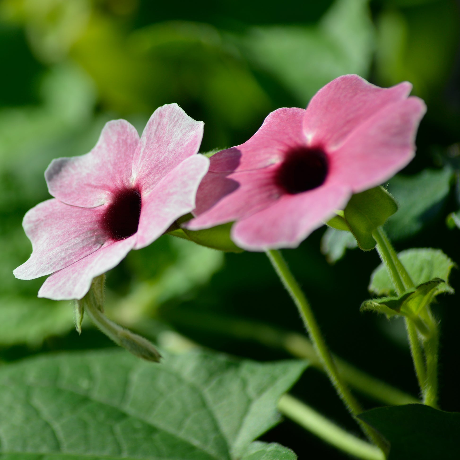 Fleurs pour terrasses et balcons - Suzanne aux yeux noirs rose - Thunbergia alata Sunny Susy® Rose Sensation