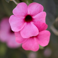 Thunbergia alata Sunny Susy® Rose Sensation - Suzanne aux yeux noirs rose - Fleurs pour terrasses et balcons