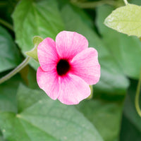 Suzanne aux yeux noirs rose - Thunbergia alata Sunny Susy® Rose Sensation - Bakker