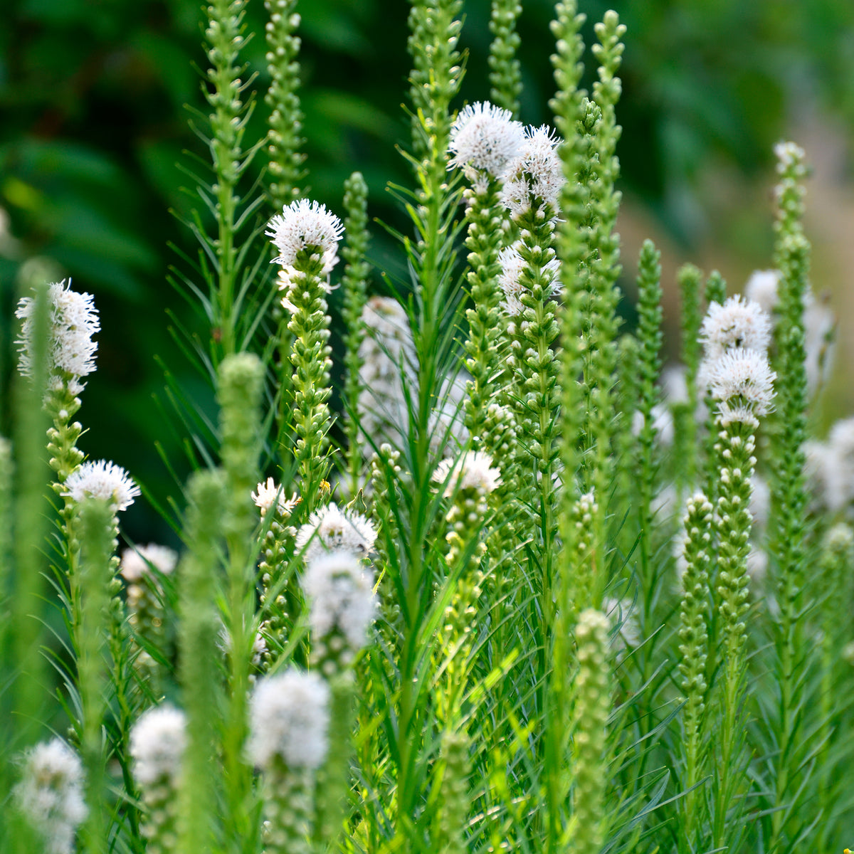 Vente Vivaces à fleurs Blanches - Gyspsophila, Liatris, Echinacea