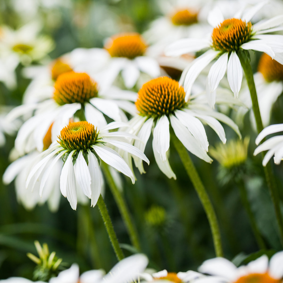 Gyspsophila, Liatris, Echinacea - Vivaces à fleurs Blanches - Vivaces fleuries