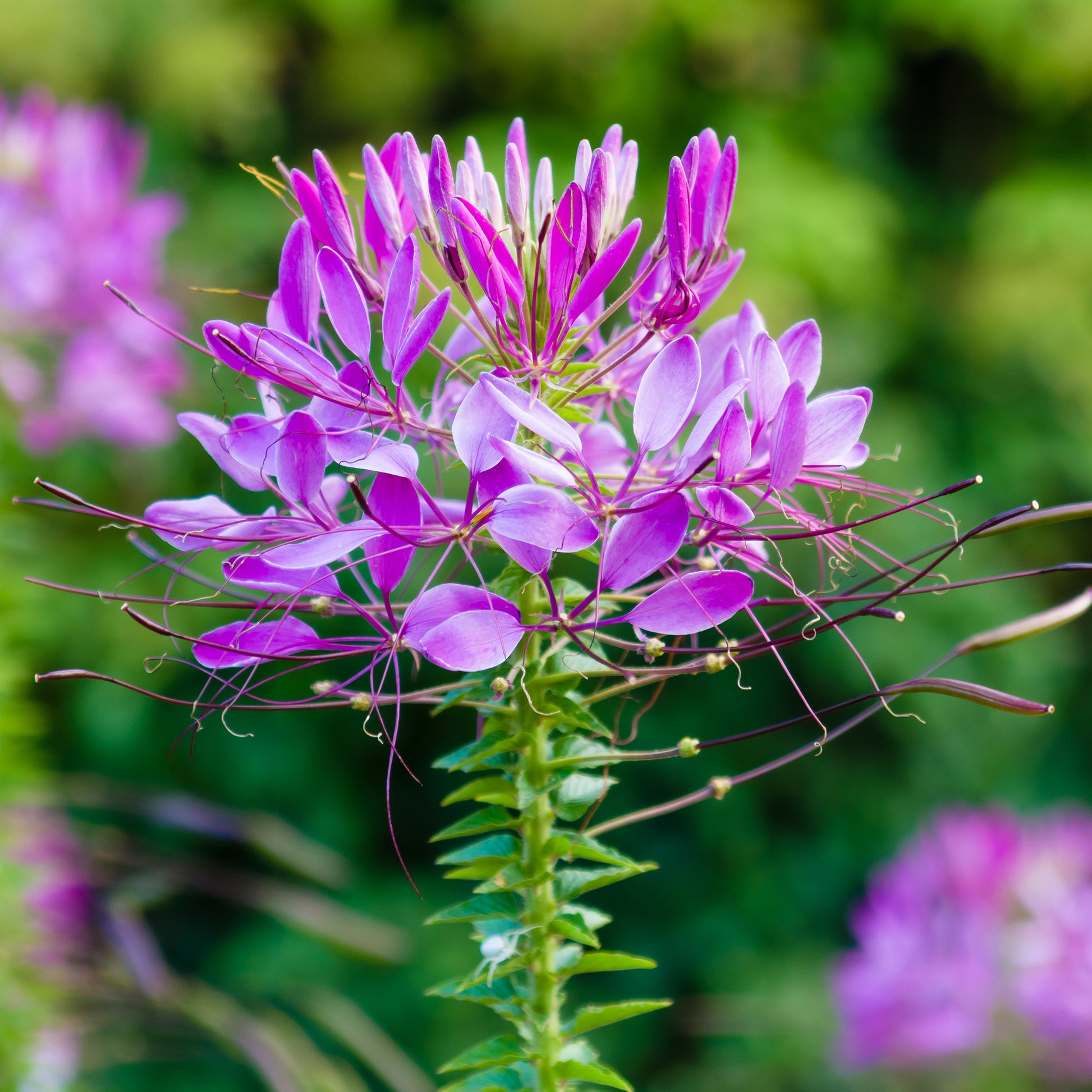 Cleome hassleriana Violet Queen - Cléome Violet Queen - Cleome - Cléome