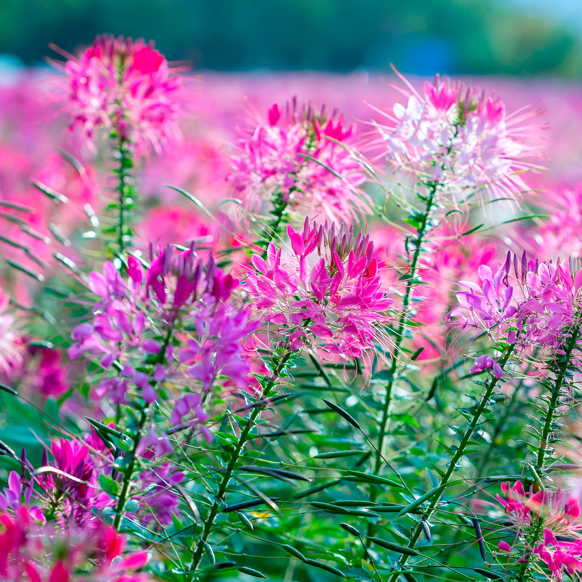 Cleome - Cléome - Cléome Violet Queen - Cleome hassleriana Violet Queen