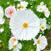 Cosmos Cupcakes White - Cosmos bipinnatus Cupcakes White - Bakker