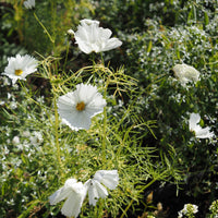 Graines de fleurs annuelles - Cosmos Cupcakes White - Cosmos bipinnatus Cupcakes White