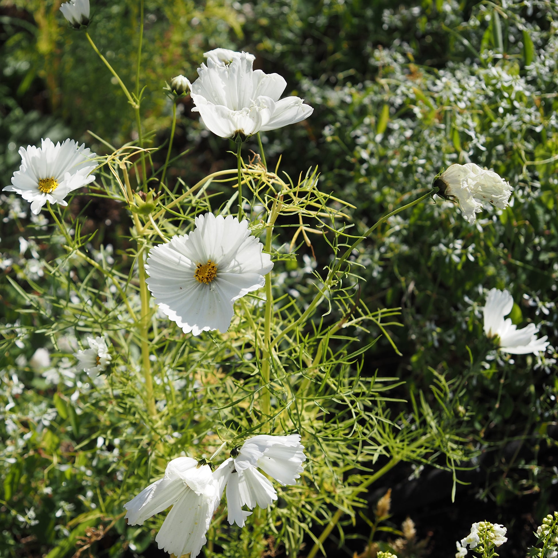 Graines de fleurs annuelles - Cosmos Cupcakes White - Cosmos bipinnatus Cupcakes White