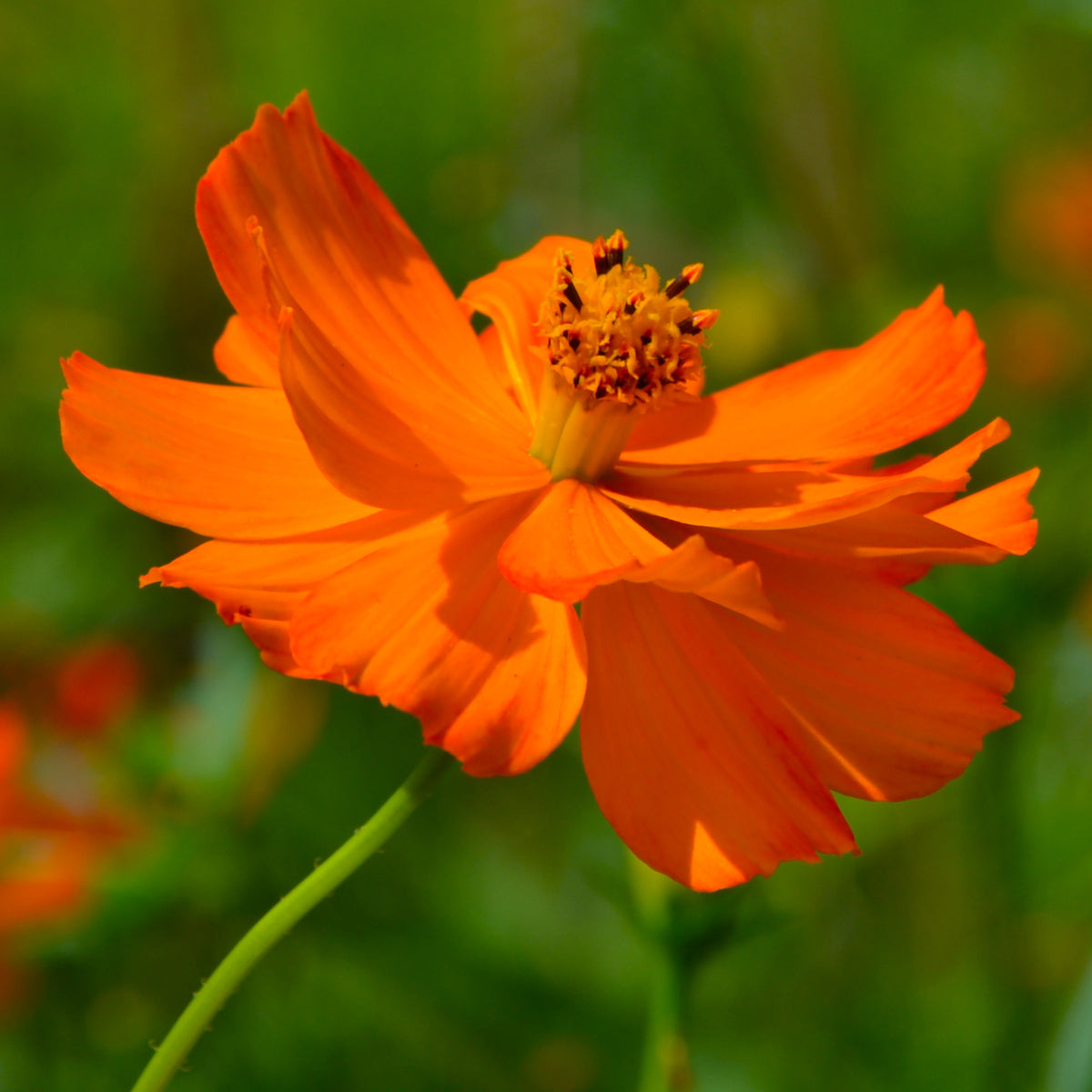 Cosmos Brightlights - Cosmos sulphureus Brightlights - Bakker