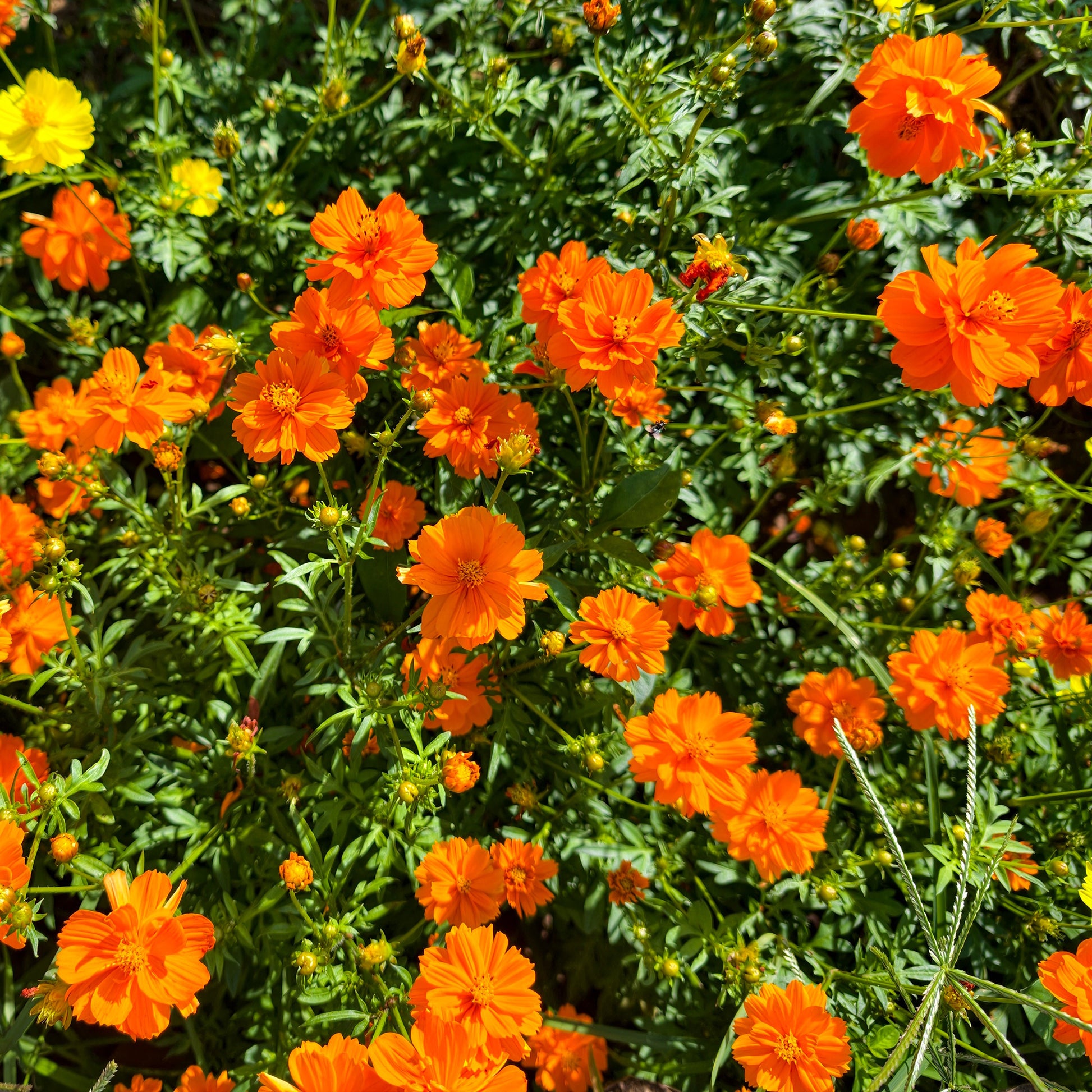 Cosmos Brightlights - Bakker