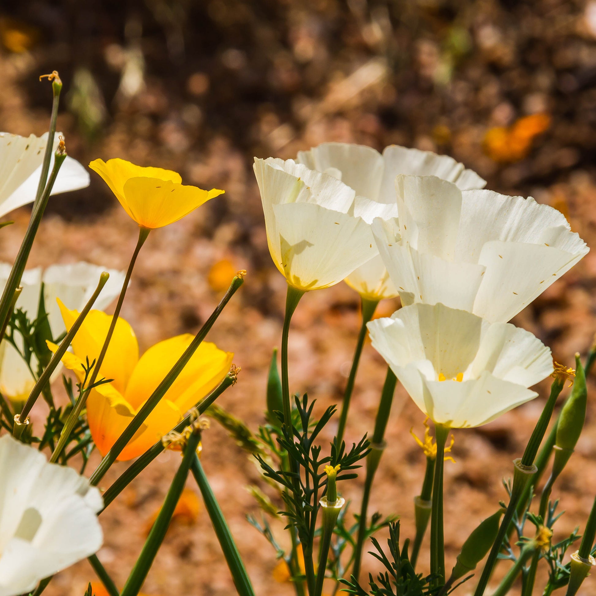 Pavot de Californie Ivory Castle - Bakker