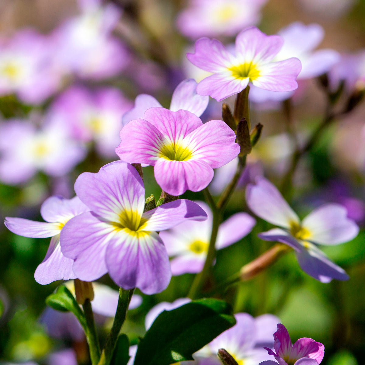 Julienne de Mahon - Malcolmia maritima - Bakker