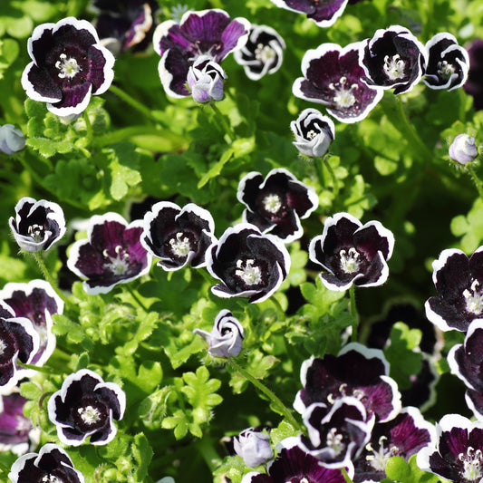 Nemophile Penny Black - Bakker