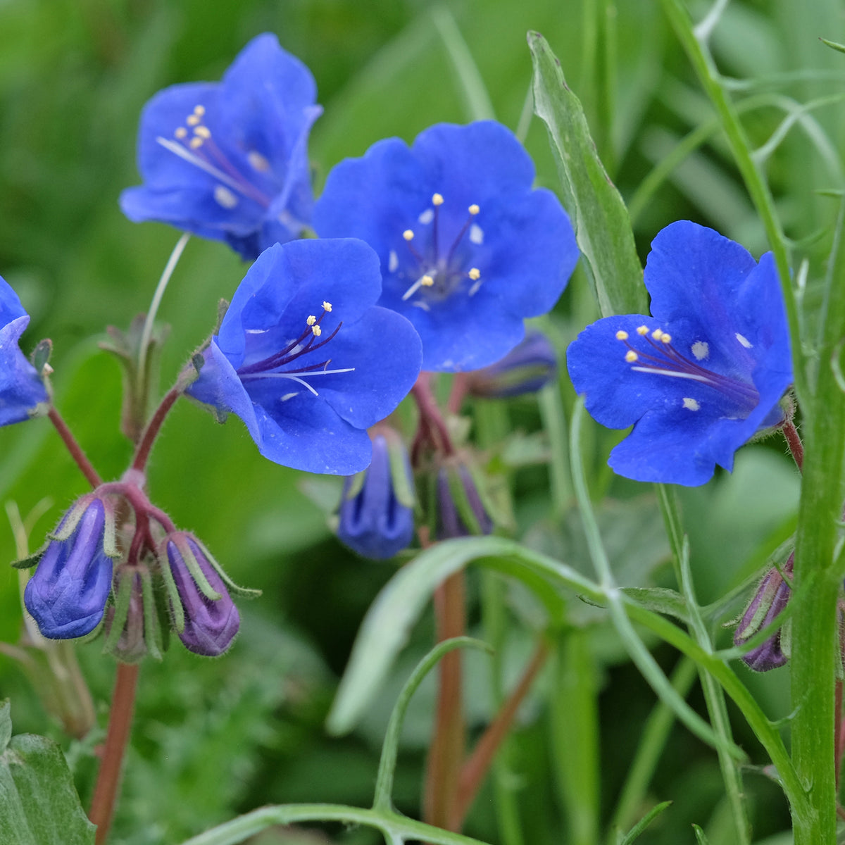 Phacelie Blue Bell - Bakker