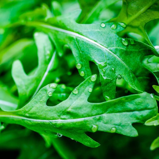Roquette Wildfire (Wasabi) - Bakker