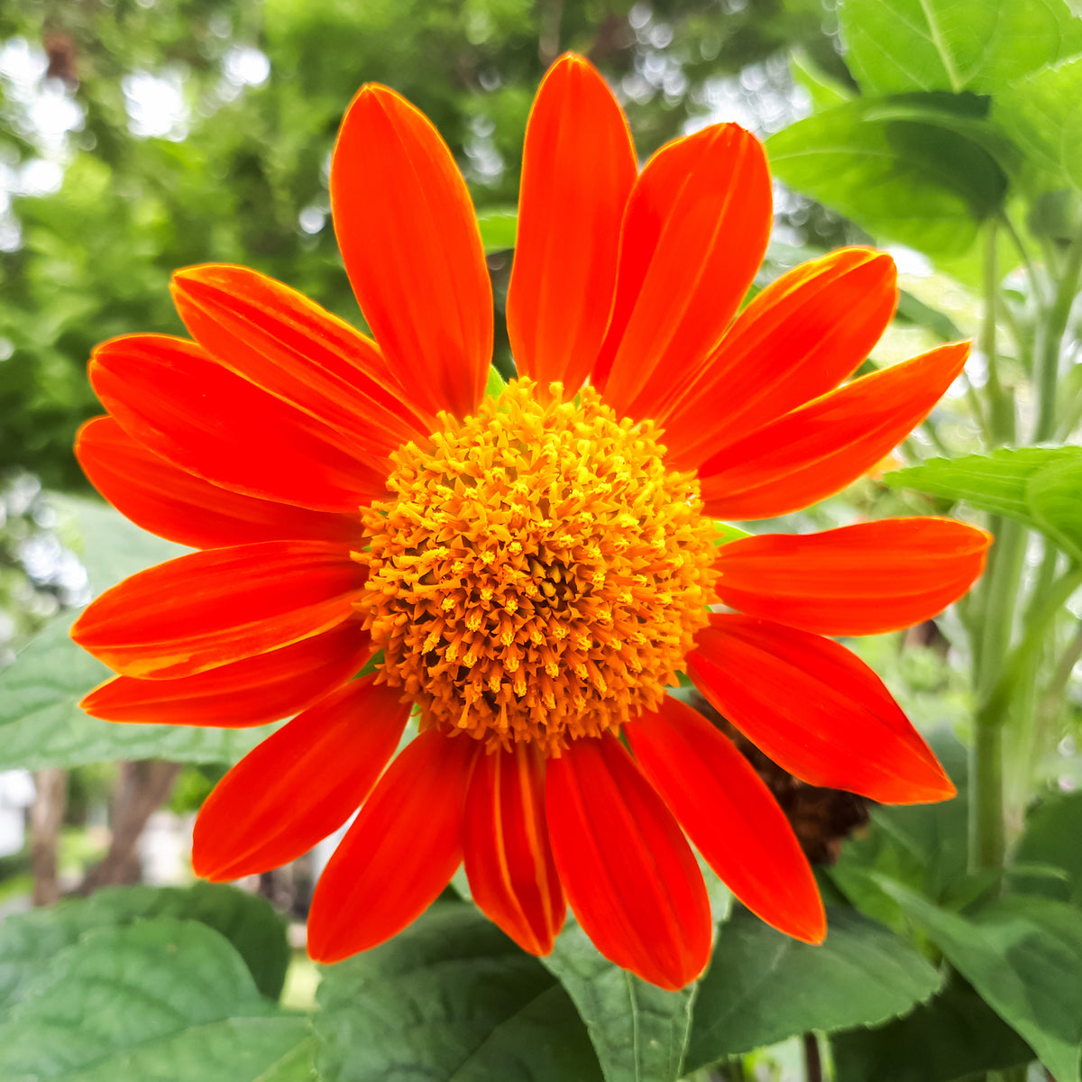 Tournesol du Mexique Torch - Bakker