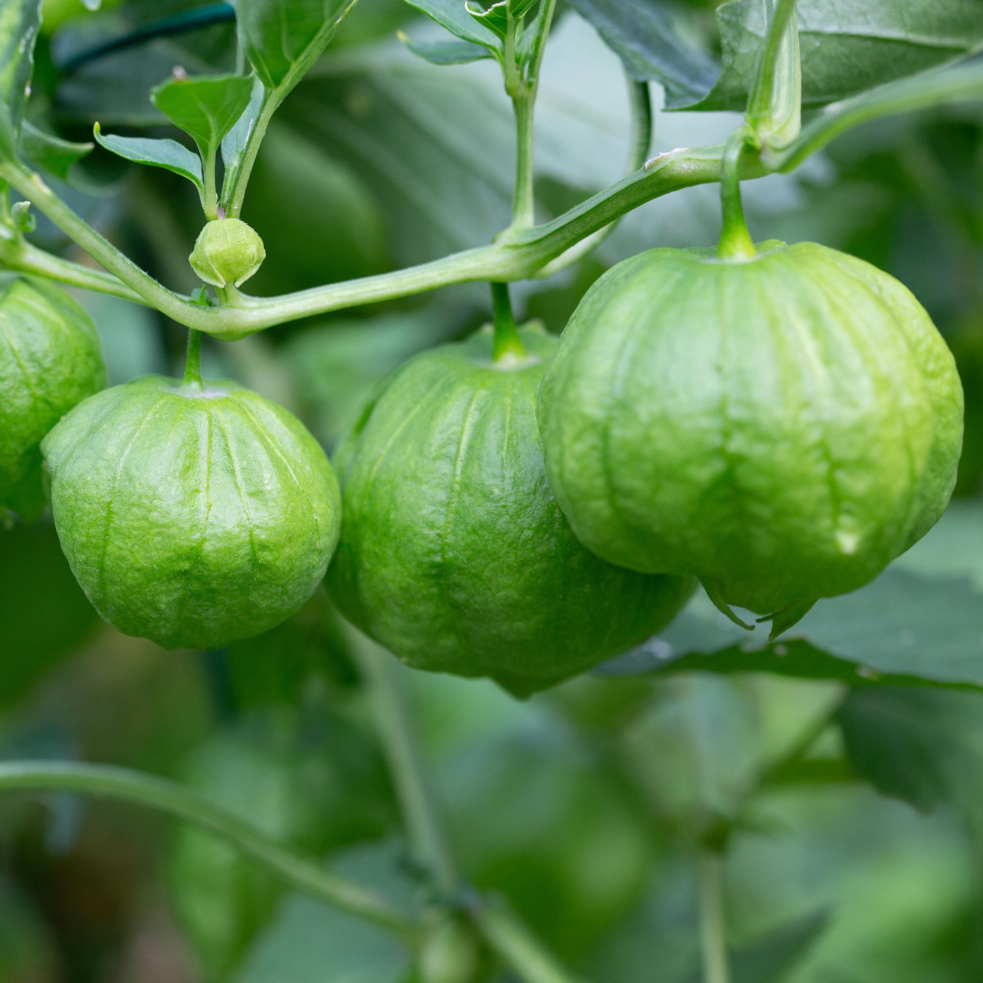 Tomatillo du  Mexique - Physalis ixocarpa - Bakker