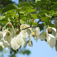 Vente Arbre aux mouchoirs - Davidia involucrata