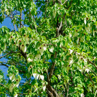 Arbre aux mouchoirs - Davidia involucrata - Bakker