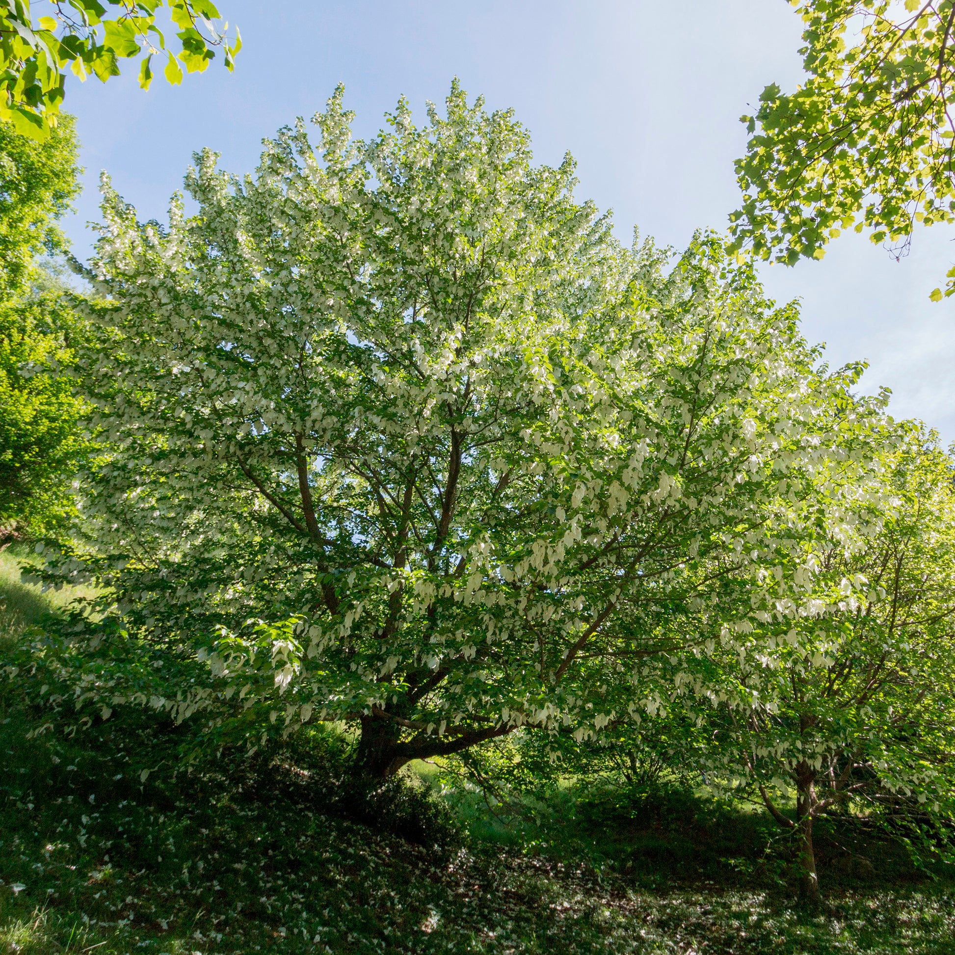 Davidia involucrata - Arbre aux mouchoirs - Arbustes fleuris