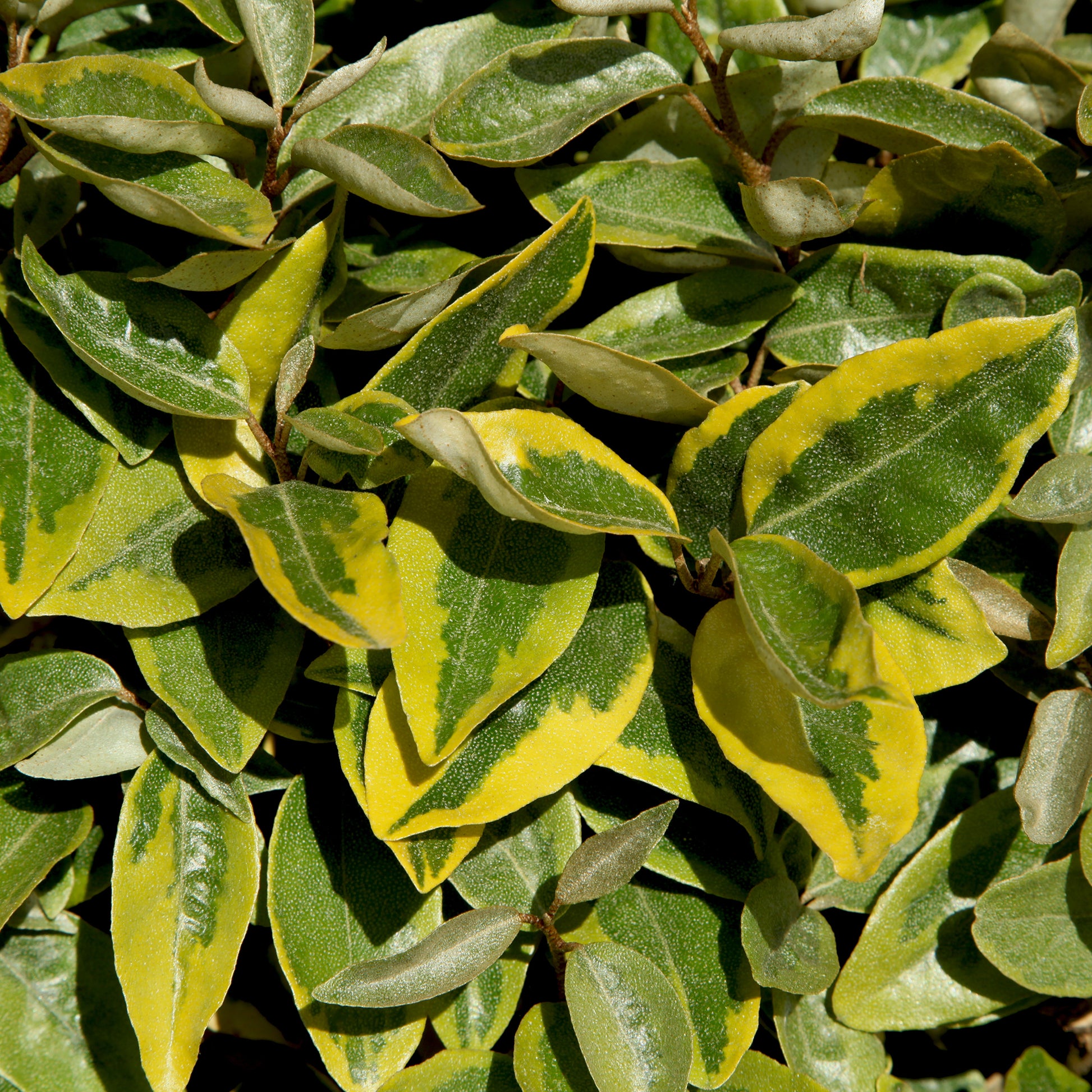 Eleagnus - Chalef ebbingei Viveleg - Elaeagnus ebbingei Viveleg