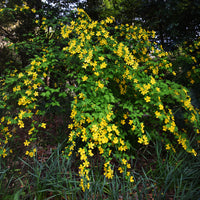 Vente Corête du Japon Golden Guinea - Kerria japonica Golden Guinea