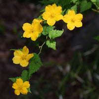 Kerria japonica Golden Guinea - Corête du Japon Golden Guinea - Arbustes fleuris