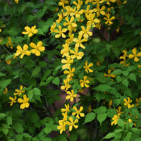 Corête du Japon Golden Guinea - Kerria japonica Golden Guinea - Bakker