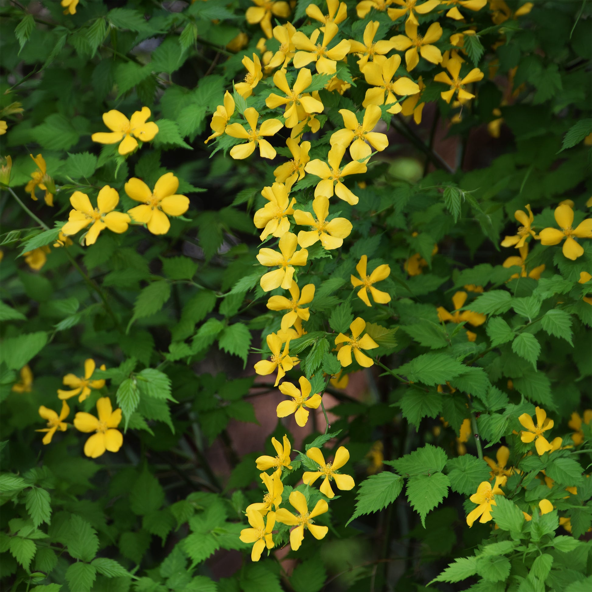 Corête du Japon Golden Guinea - Kerria japonica Golden Guinea - Bakker