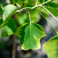 Liriodendron tulipifera Aureomarginata - Tulipier de Virginie panaché - Arbres fleuris