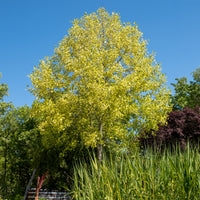 Tulipier de Virginie panaché - Bakker
