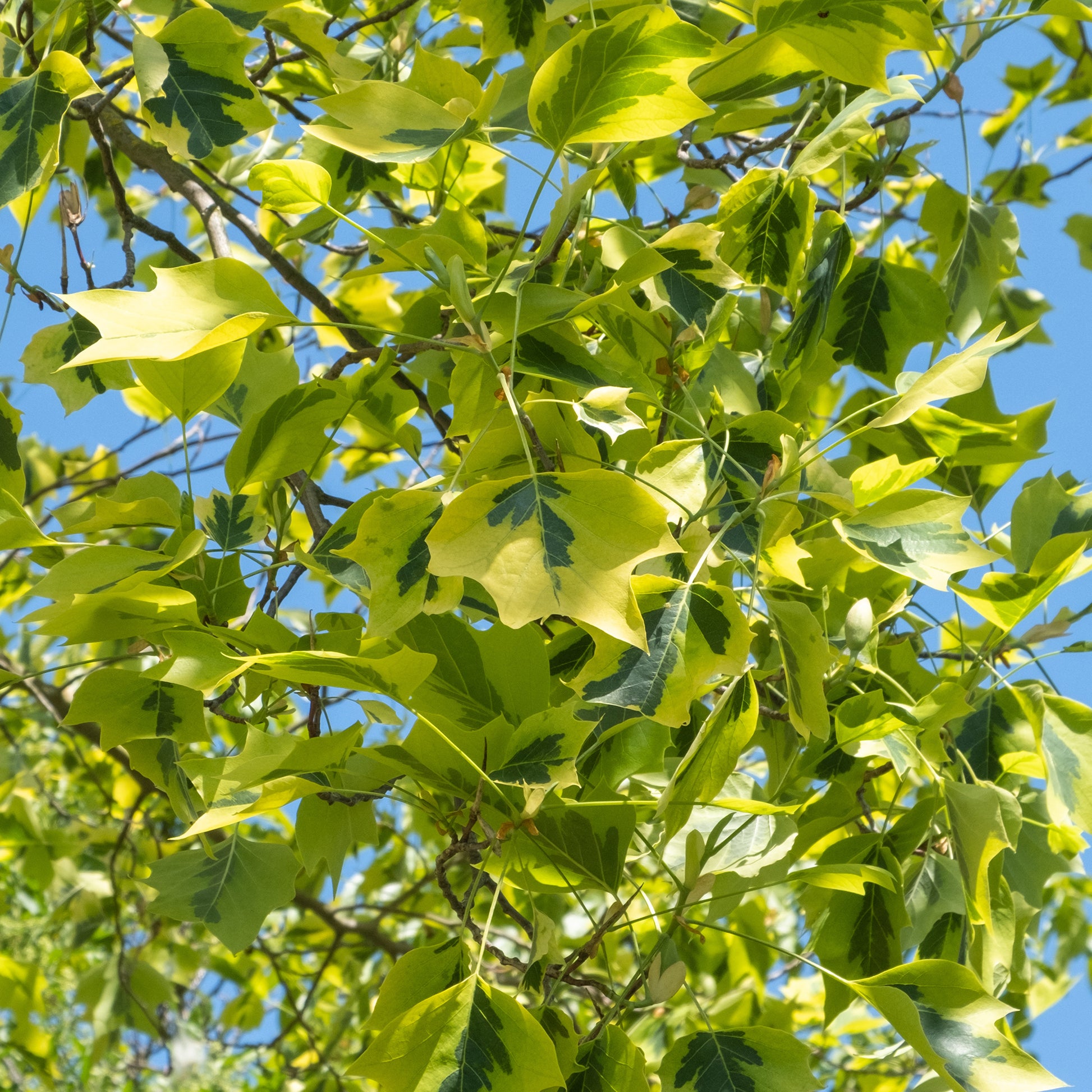 Tulipier de Virginie panaché - Liriodendron tulipifera Aureomarginata - Bakker