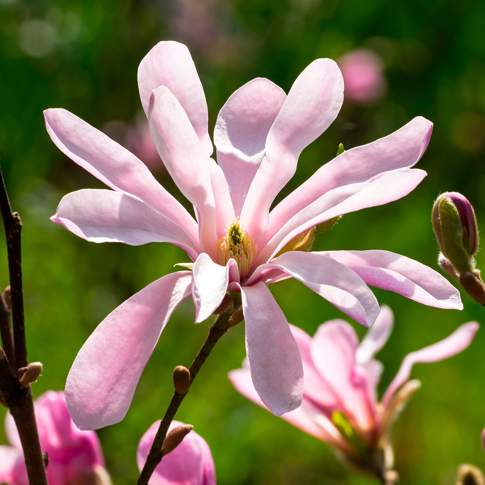 Vente Magnolia Leonard Messel - Magnolia loebneri Leonard Messel