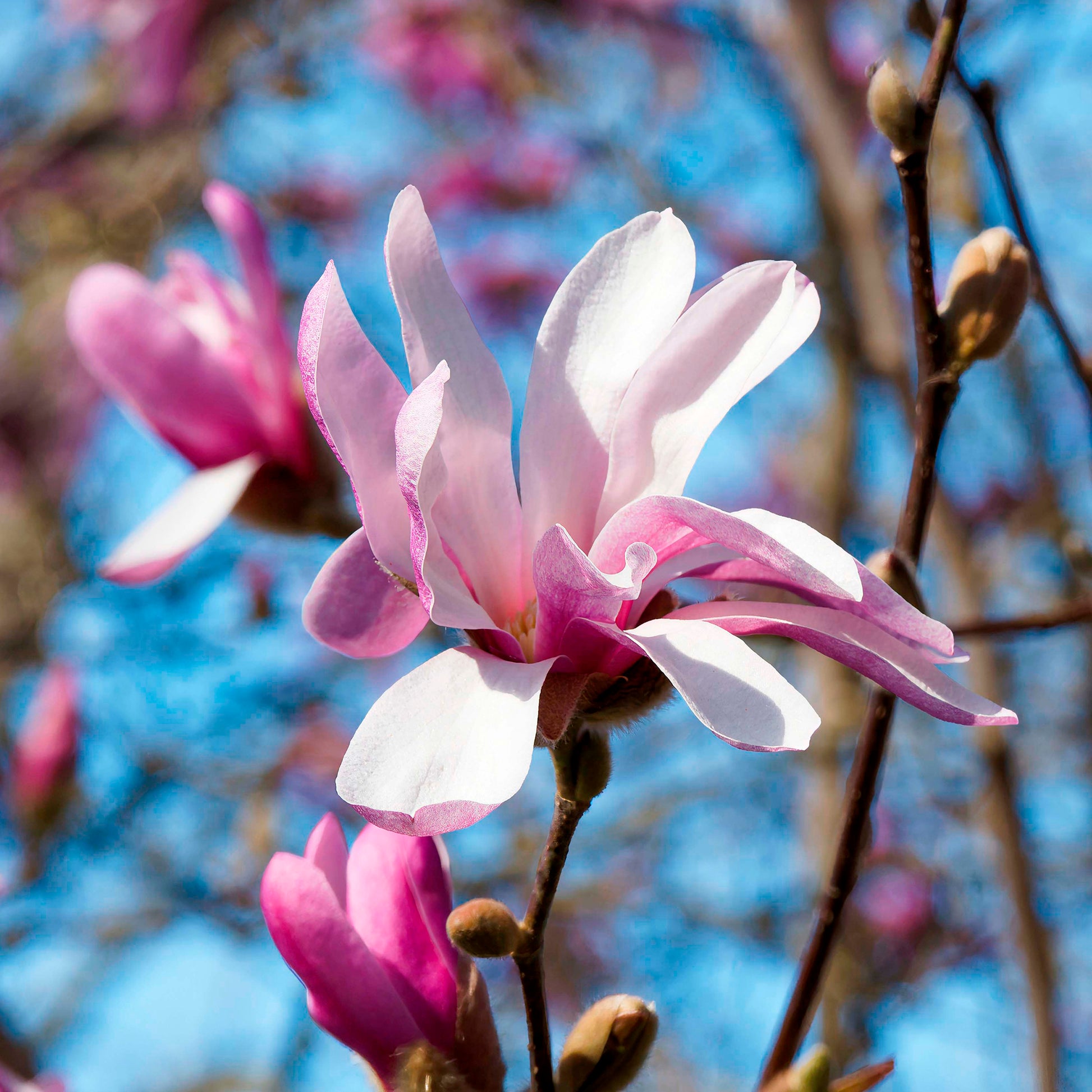 Magnolia Leonard Messel - Magnolia loebneri Leonard Messel - Bakker