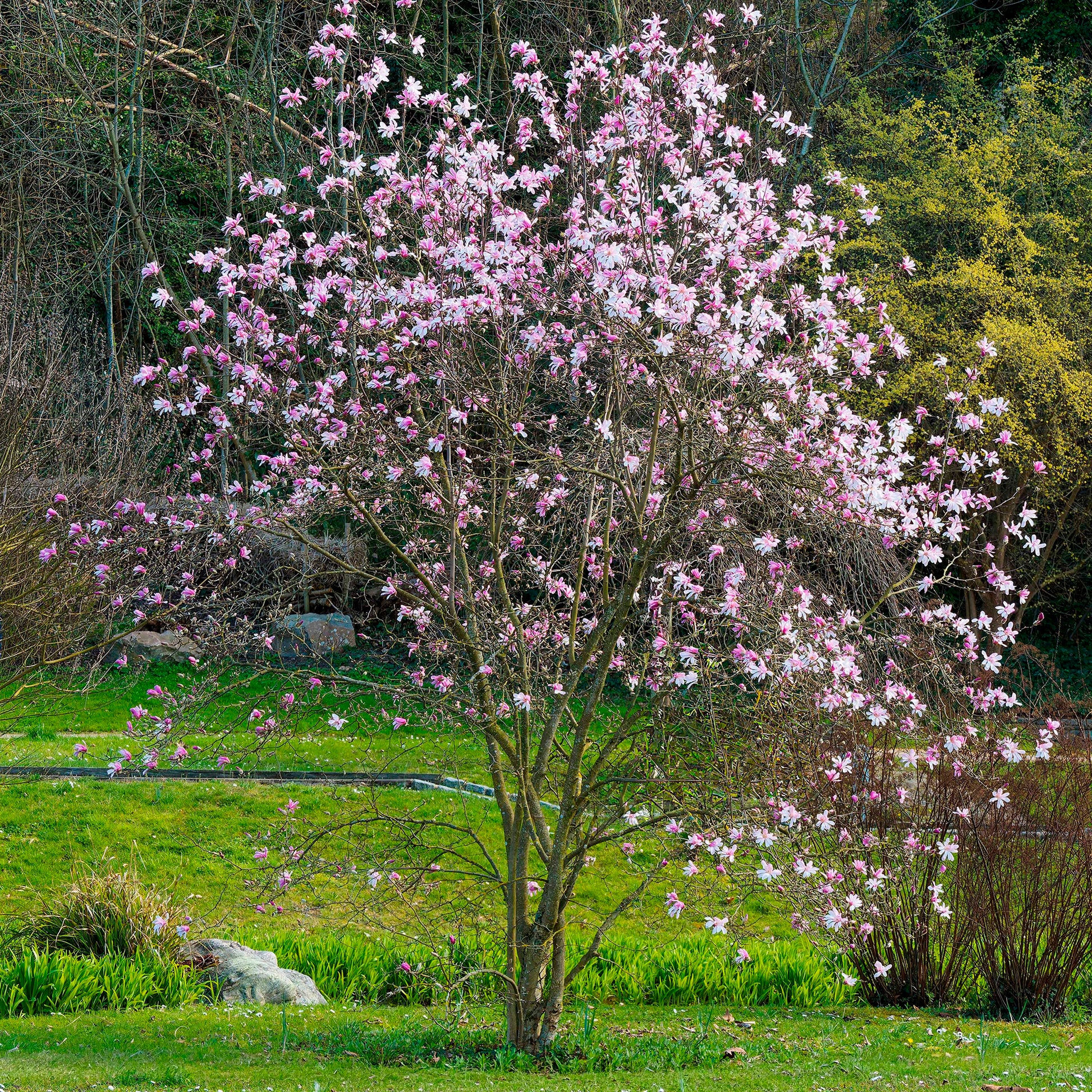 Magnolia loebneri Leonard Messel - Magnolia Leonard Messel - Magnolia