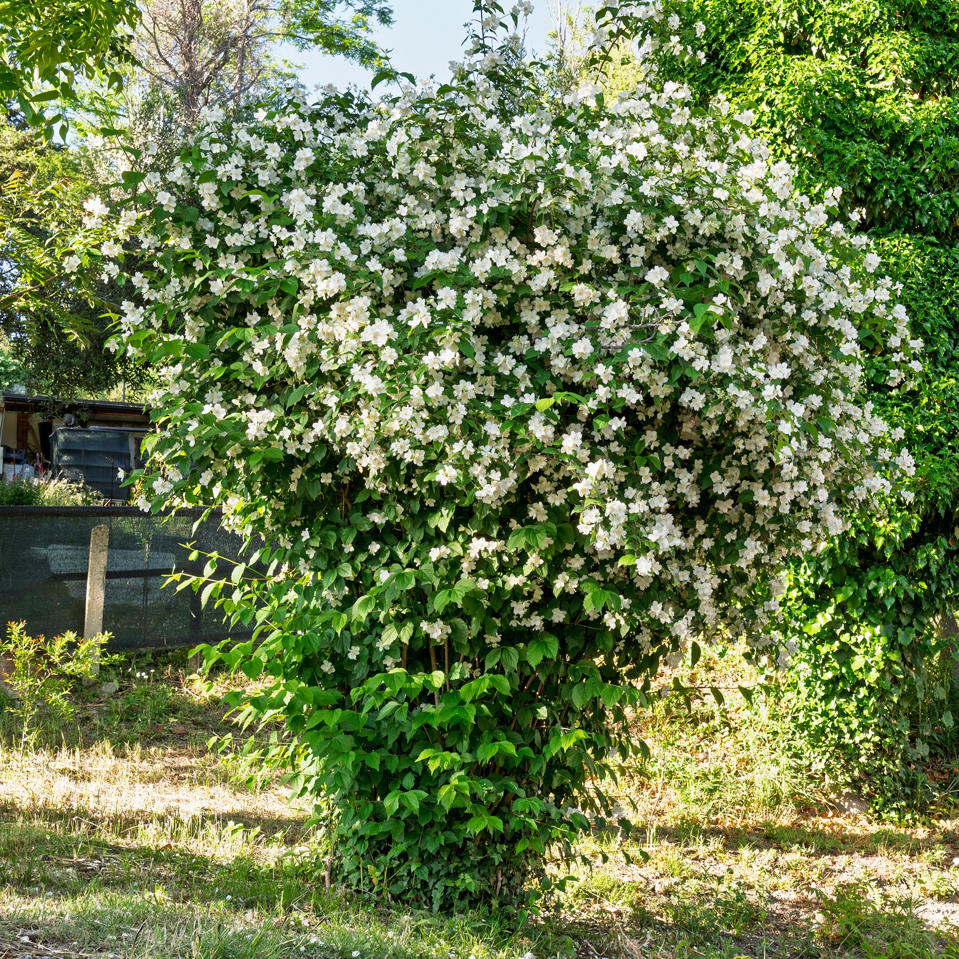 Vente Seringat des jardins - Philadelphus coronarius