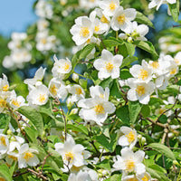 Arbustes fleuris - Seringat des jardins - Philadelphus coronarius