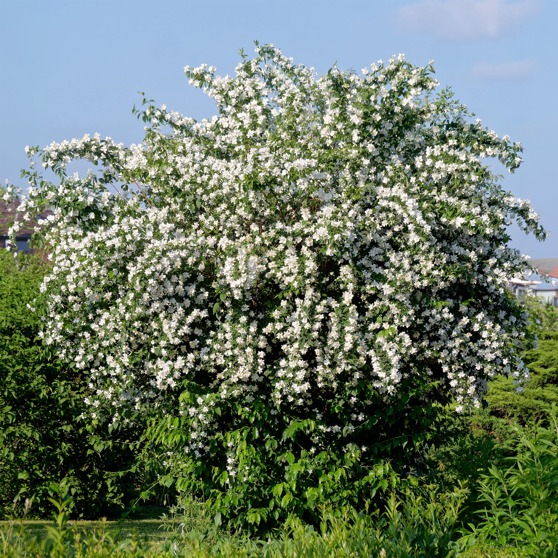 Seringat des jardins - Bakker