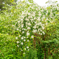 Philadelphus coronarius - Seringat des jardins - Arbustes fleuris