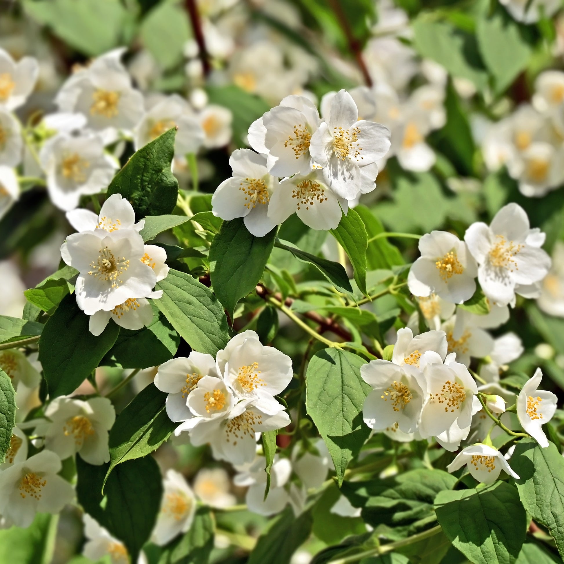 Seringat des jardins - Philadelphus coronarius - Bakker