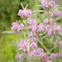 Phlomis purpurea - Sauge de Jérusalem pourpre - Sauges
