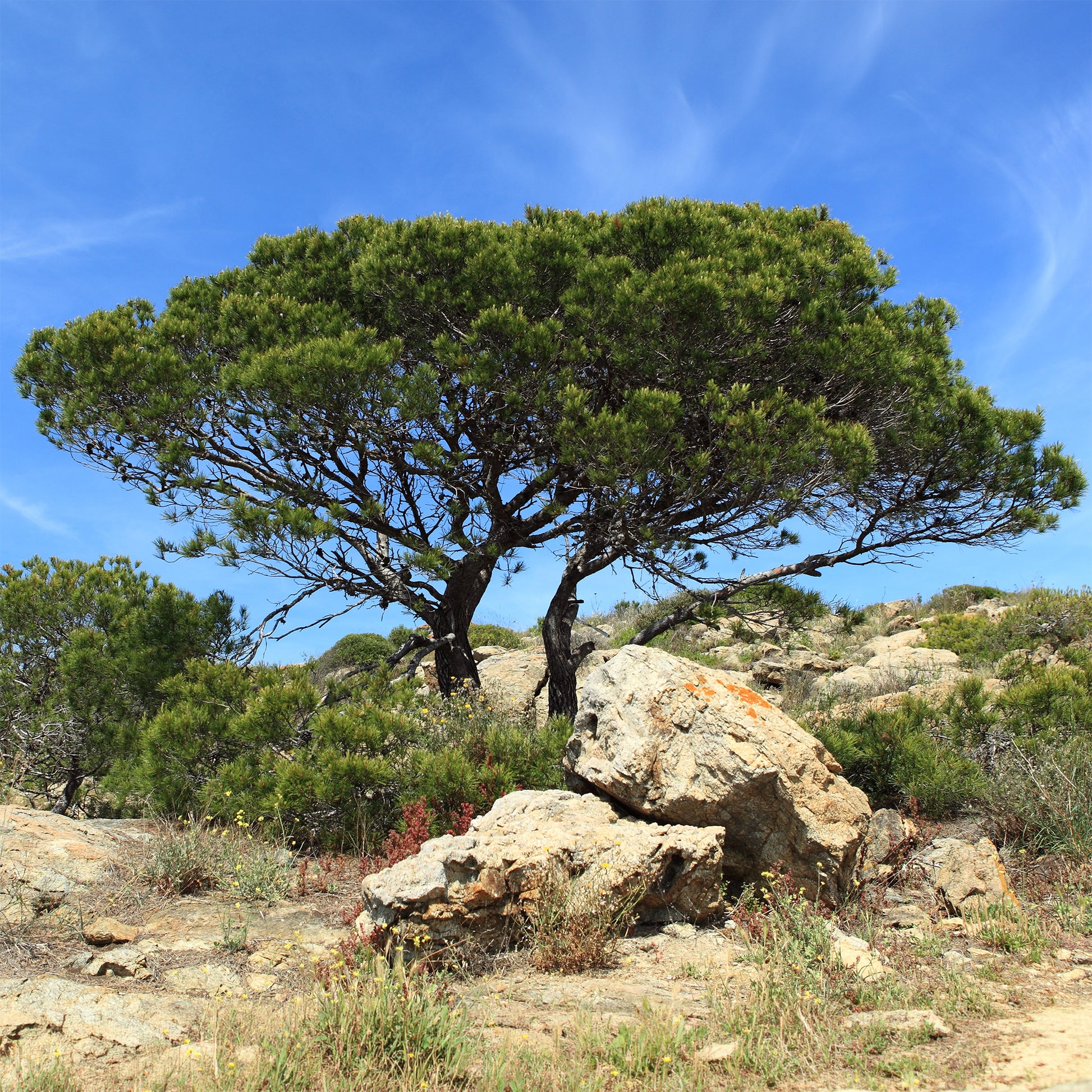 Pin d’Alep - Pinus halepensis - Bakker