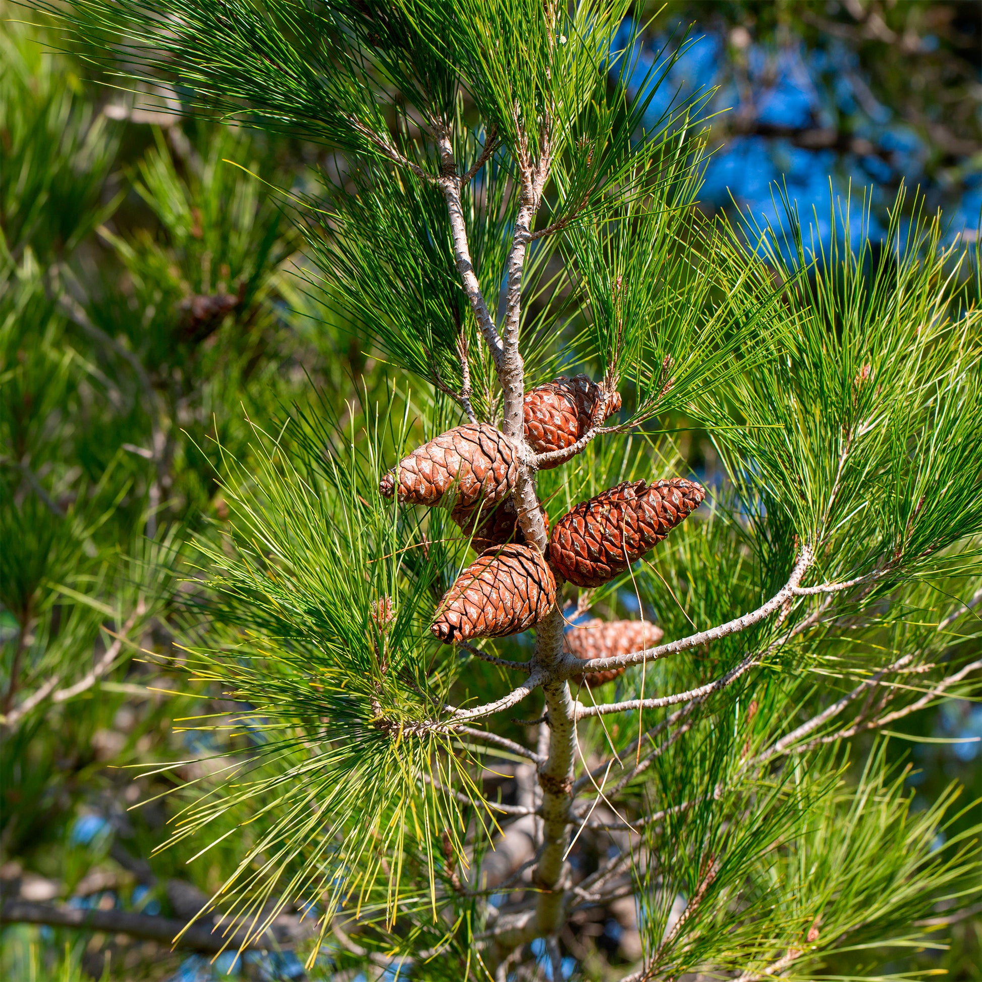 Pinus halepensis - Pin d’Alep - Pin