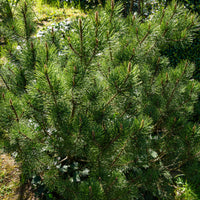 Pinus mugo Pumilio - Pin de montagne nain Pumilio - Pin