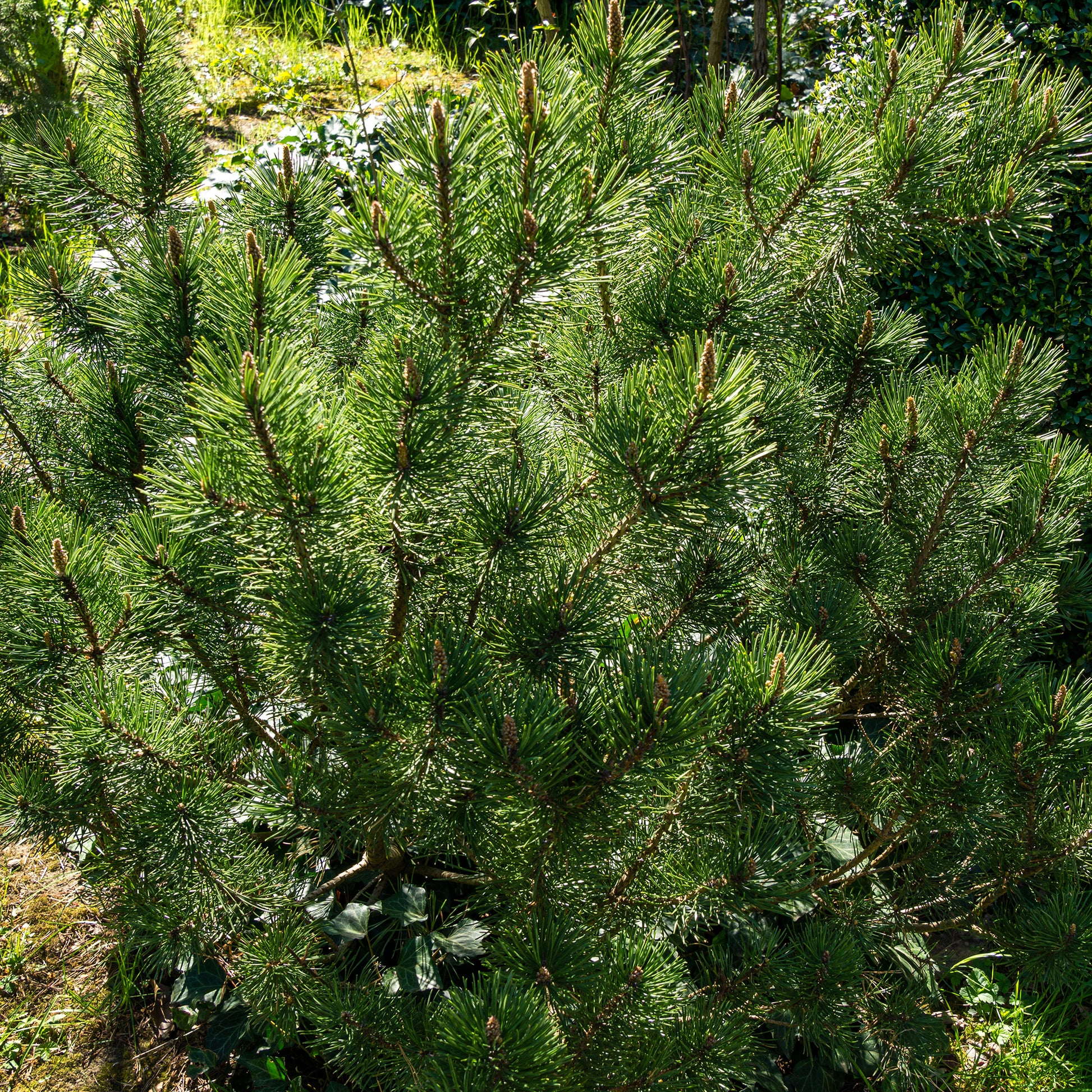 Pinus mugo Pumilio - Pin de montagne nain Pumilio - Pin