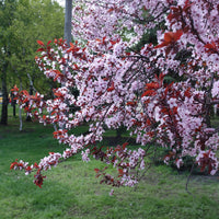 Prunier à fleurs - Prunus cerasifera Atropurpurea - Bakker