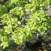 Vente Chêne pubescent - Quercus pubescens