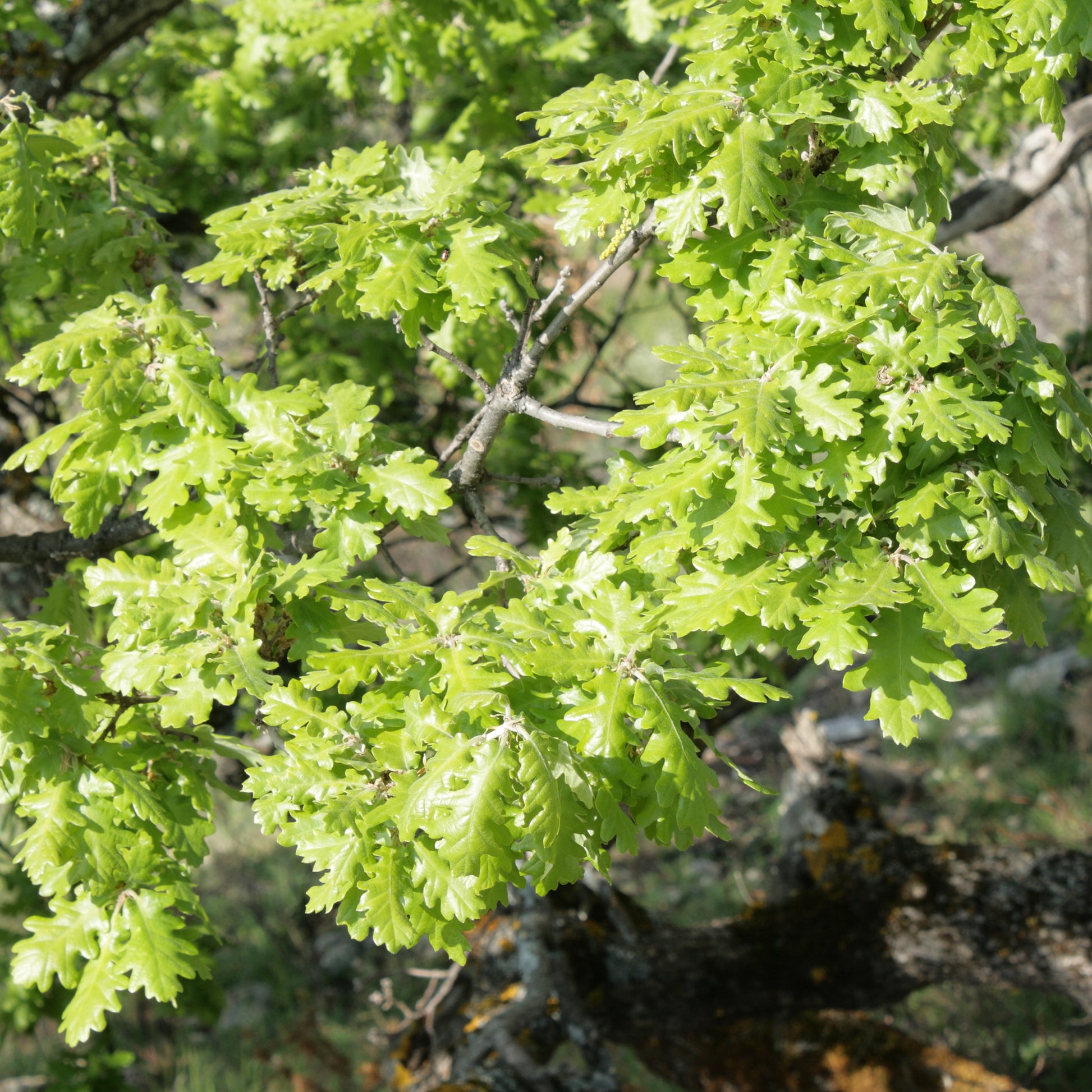 Vente Chêne pubescent - Quercus pubescens