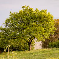 Chêne - Chêne pubescent - Quercus pubescens