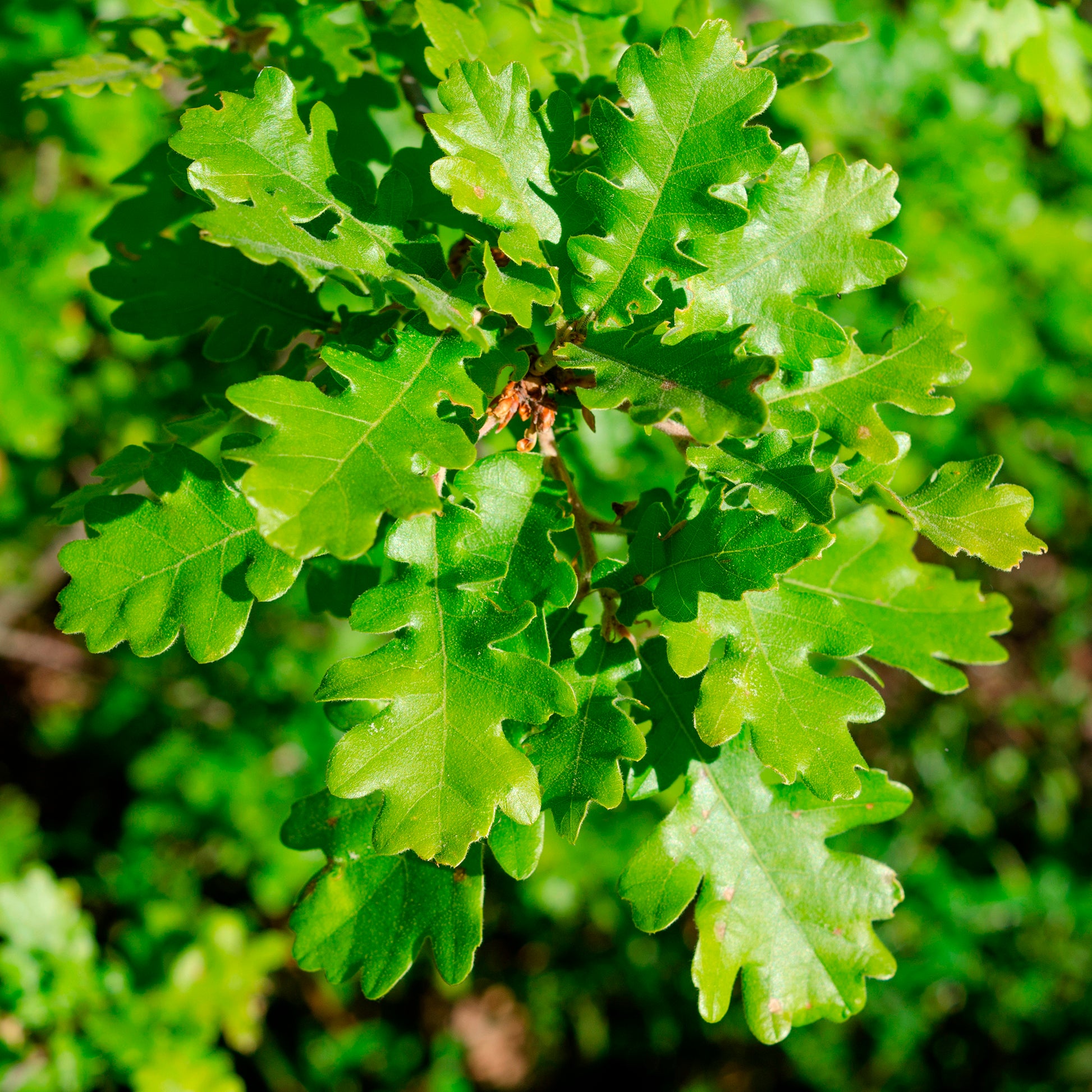 Quercus pubescens - Chêne pubescent - Chêne