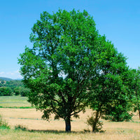 Chêne pubescent - Quercus pubescens - Bakker